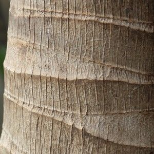 Meet your Posher, Carinna